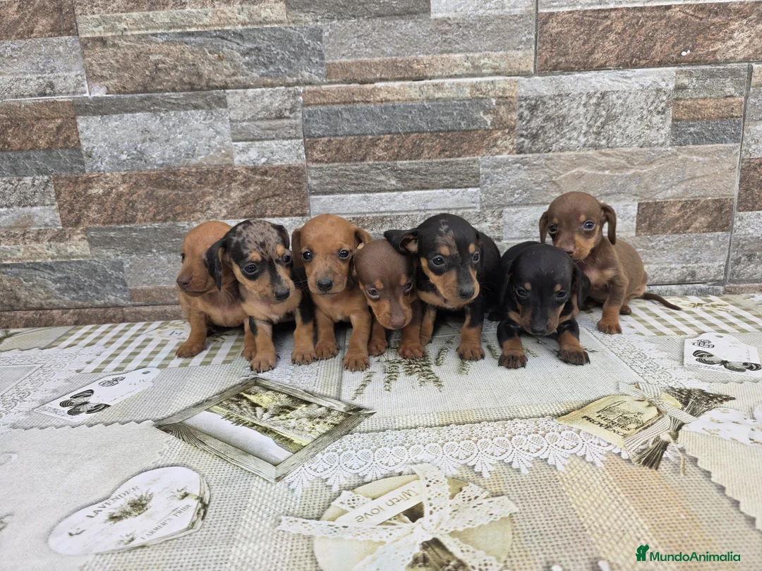 Teckel Miniatura perros en venta: Teckel mini - Anuncio 1