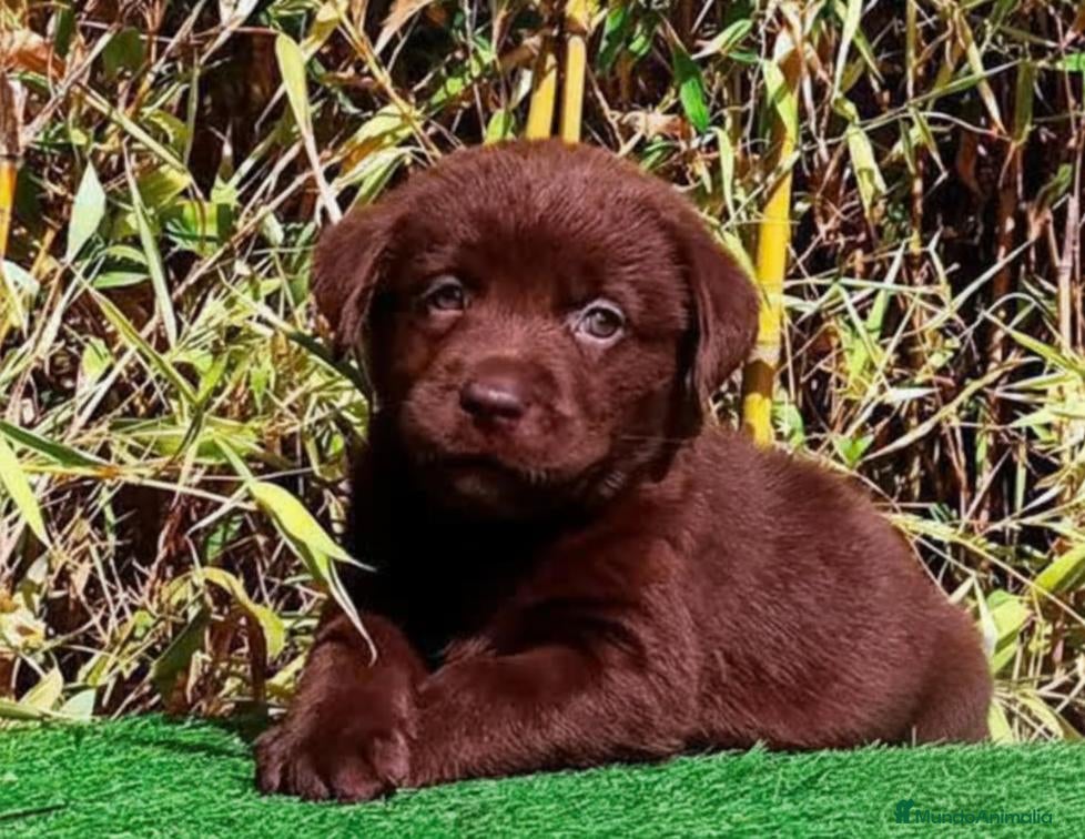 Labrador Retriever perros Labrador chocolate - Anuncio 1