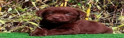 Labrador Retriever perros en venta: Labrador chocolate - Anuncio 1