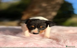 Ratonero Bodeguero Andaluz perros en venta: Bodeguero ratonero andaluz - Anuncio 3