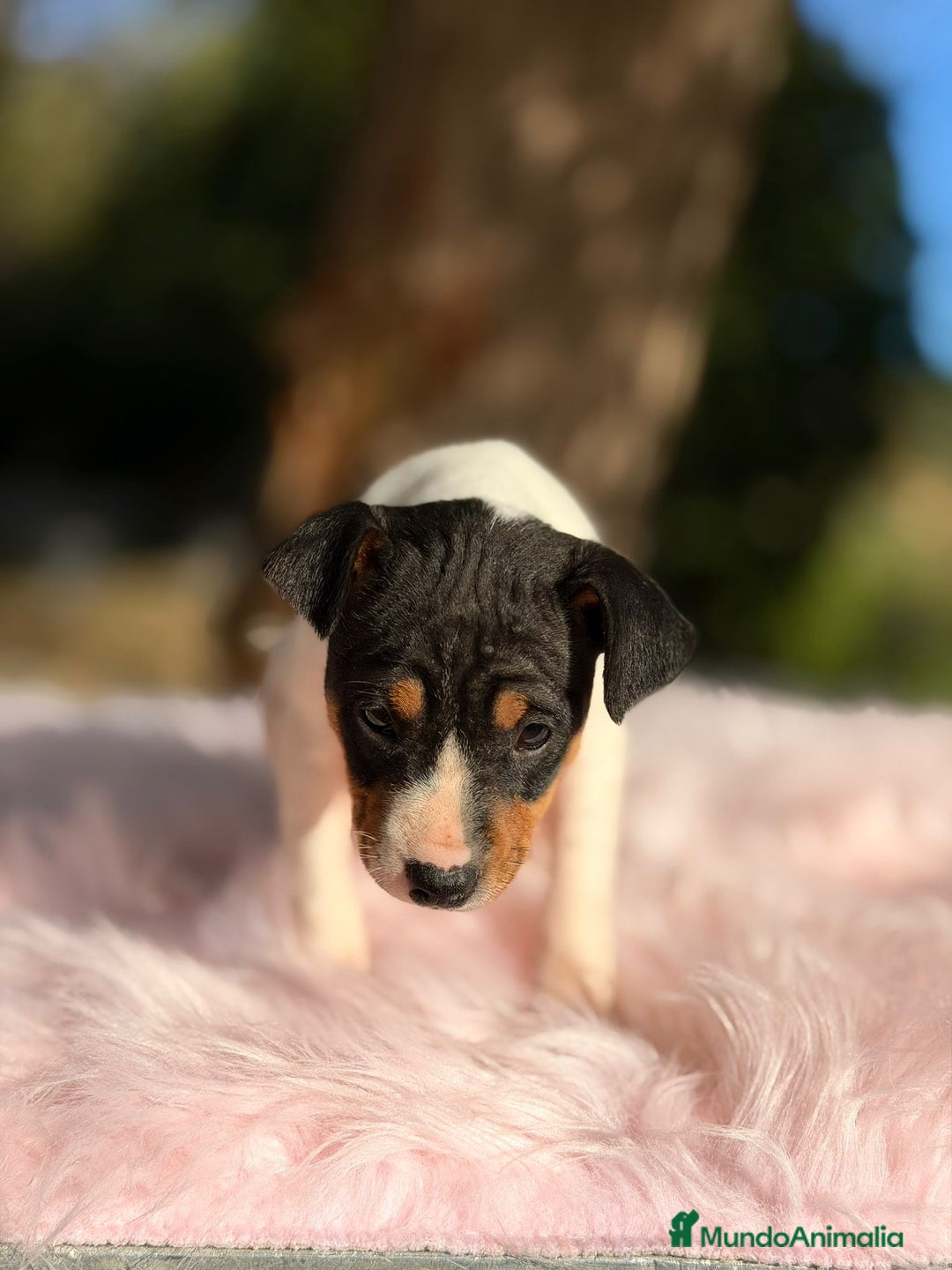 Ratonero Bodeguero Andaluz perros en venta: Bodeguero ratonero andaluz - Anuncio 3