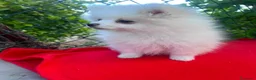 Pomerania perros en venta: POMERANIAS EXCLUSIVOS OPORTUNIDAD  - Anuncio 4