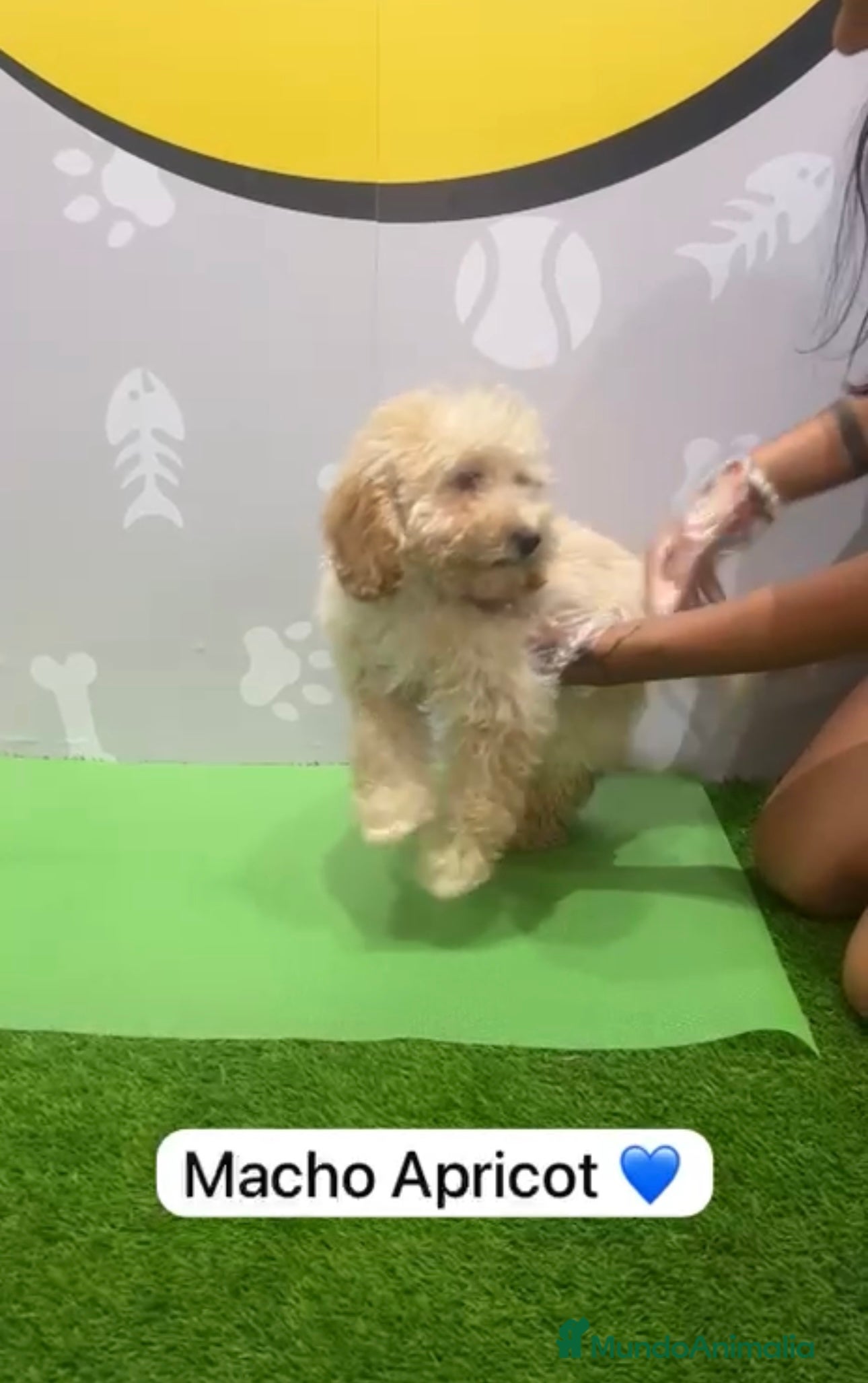 Caniche Enano perros Caniche enano macho - Anuncio 4