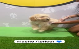 Caniche Enano perros en venta: Caniche enano macho - Imagen 1