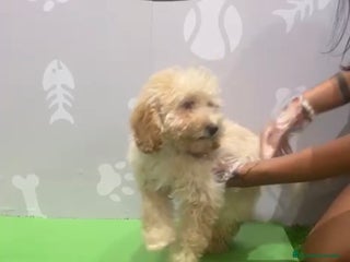 Caniche Enano perros Caniche enano macho - Anuncio 1