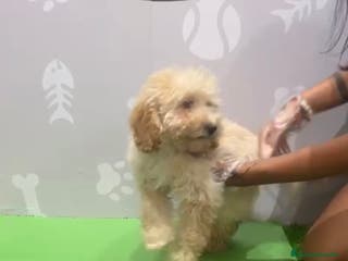 Caniche Enano perros Caniche enano macho - Anuncio 4