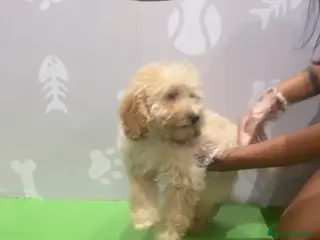 Caniche Enano perros Caniche enano macho - Anuncio 7