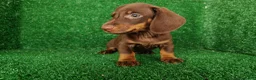 Teckel Miniatura perros en venta: teckel miniatura - Anuncio 7
