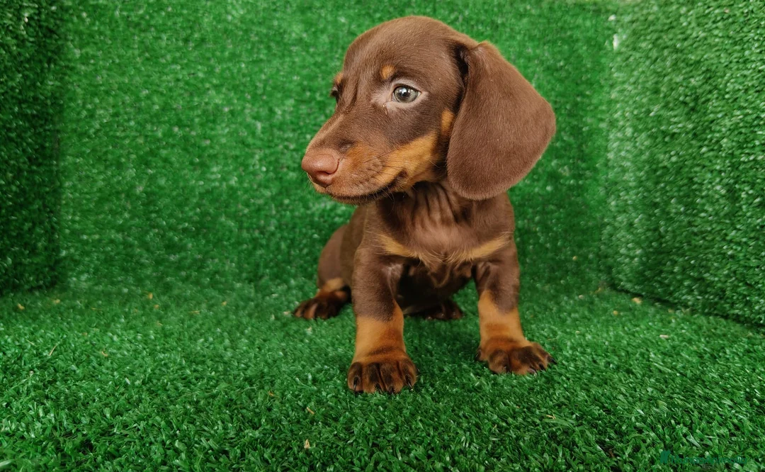 Teckel Miniatura perros en venta: teckel miniatura - Anuncio 7