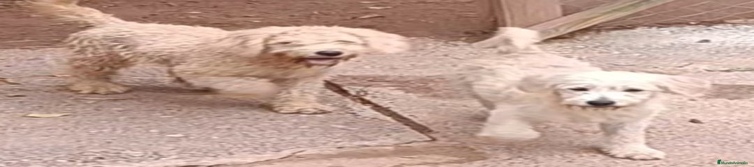 Labradoodle Cachorro 4