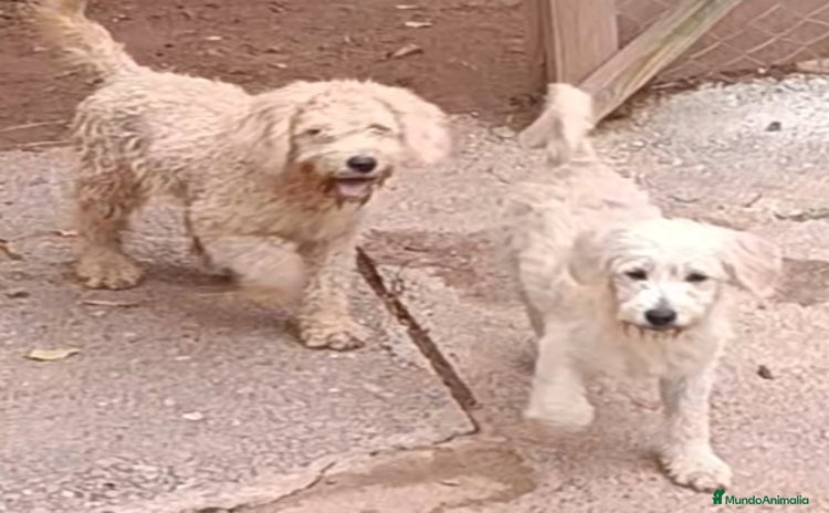 Labradoodle perros - Anuncio 1