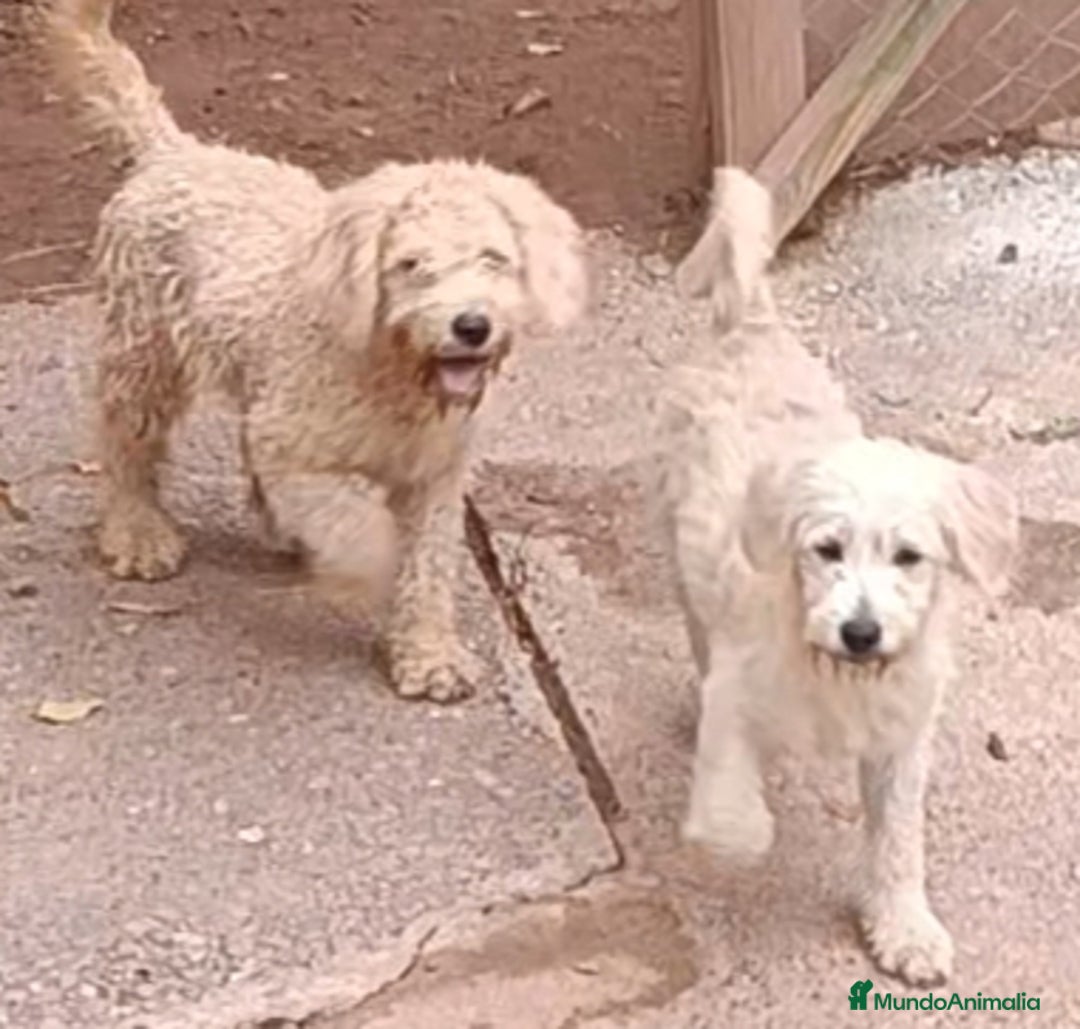 Labradoodle perros en venta: Preciosas cachorritas - Imagen 1