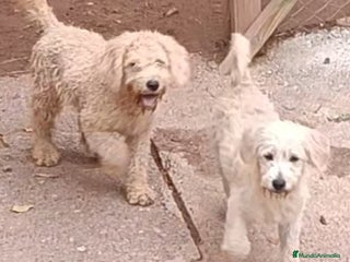 Labradoodle perros - Anuncio 1