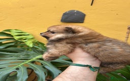 Pomerania perros en venta: Pomerania linea rusa Merles Toy y super chatos  - Imagen 5