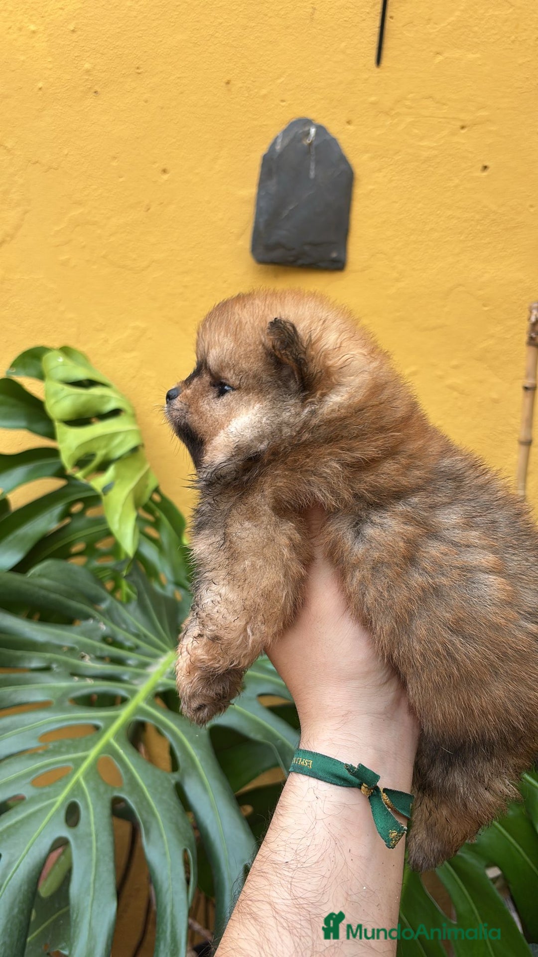 Pomerania perros en venta: Pomerania linea rusa Merles Toy y super chatos  - Imagen 5