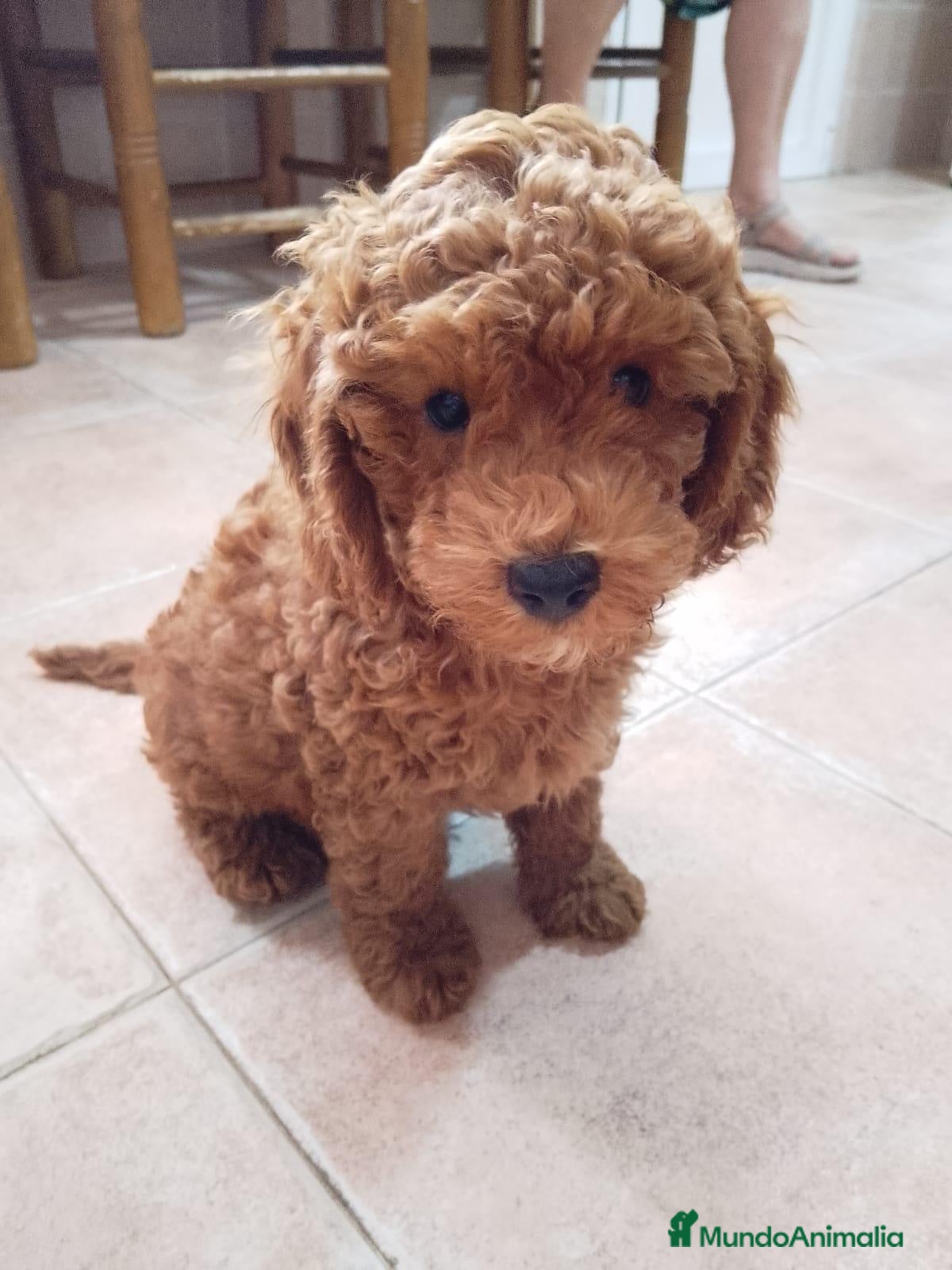 Caniche Enano perros Caniche enano rojo macho!! - Anuncio 2