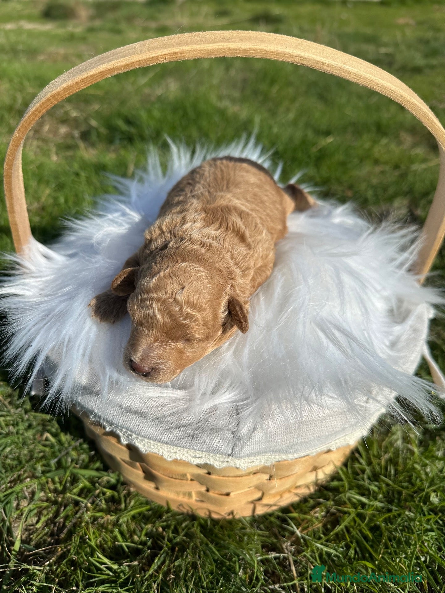Caniche Toy perros en venta: Caniche toy - Anuncio 1