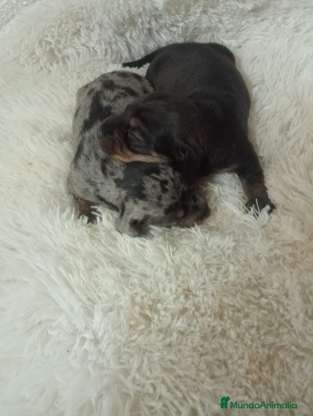 Teckel perros en venta: Teckel  - Anuncio 3