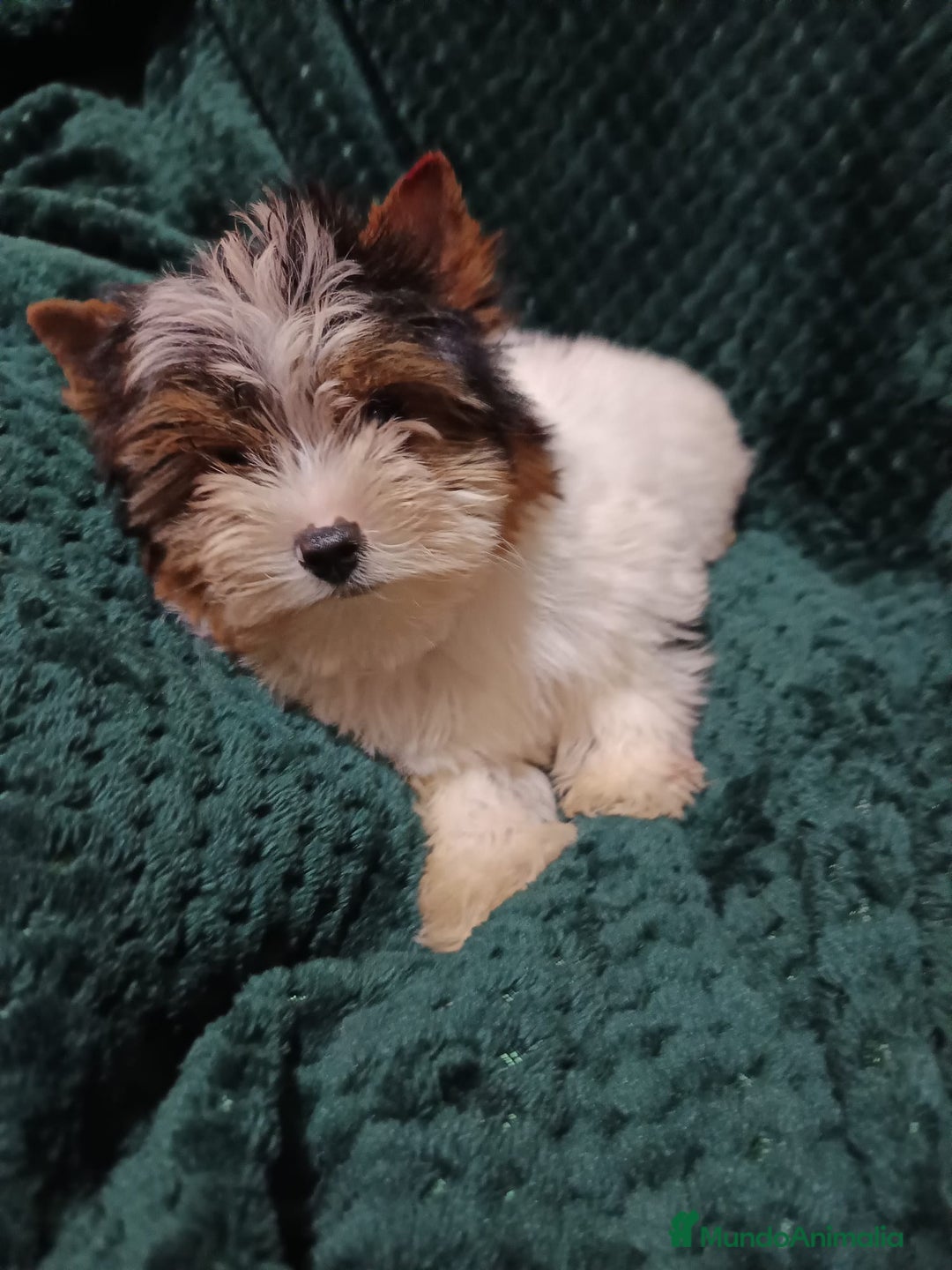 Biewer Yorkshire Terrier a la Pom Pon perros en venta: YORKSHIRE BIEWER  - Anuncio 2