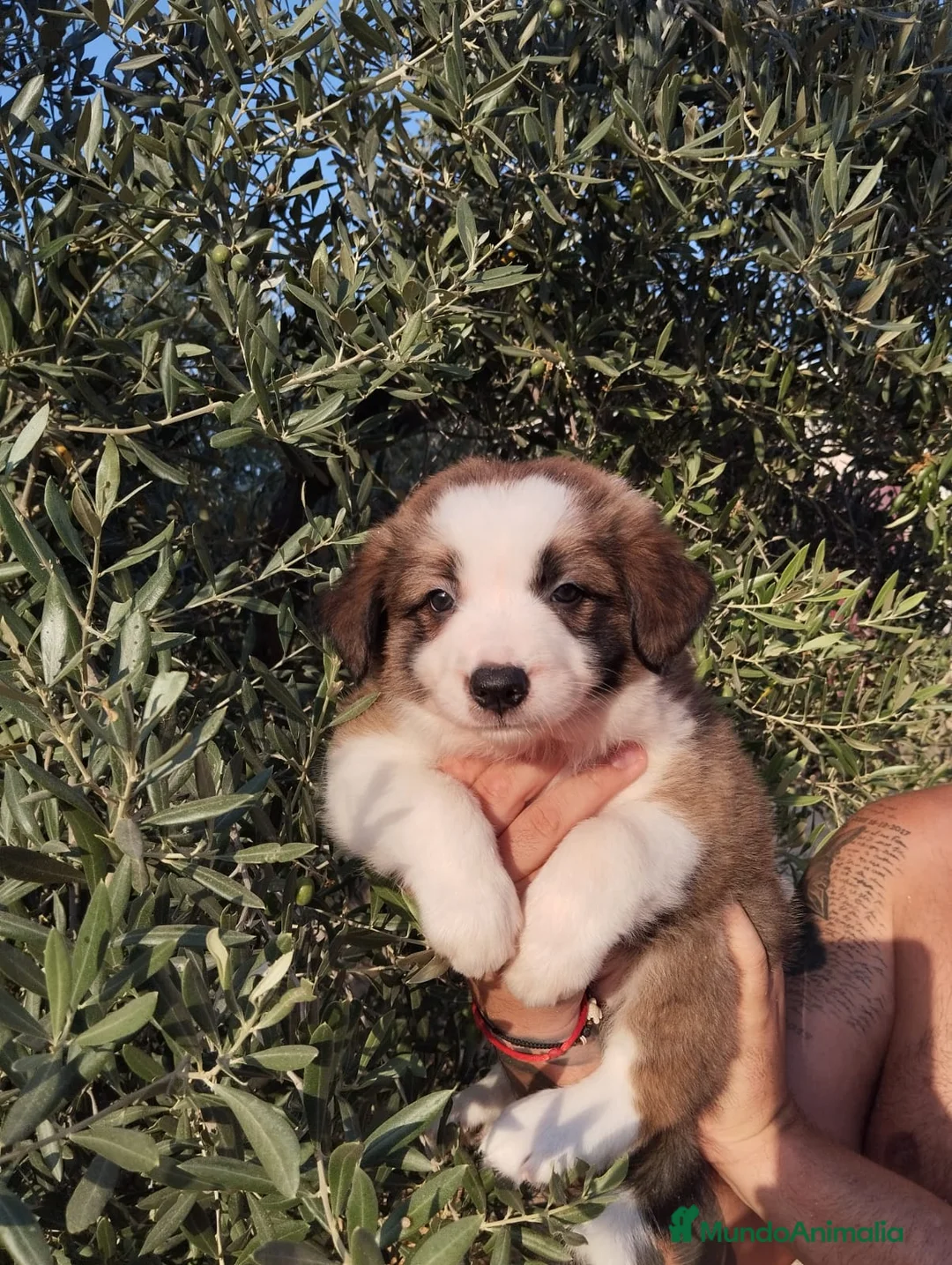 Border Collie perros en venta: Camada de Border Collie - Anuncio 2