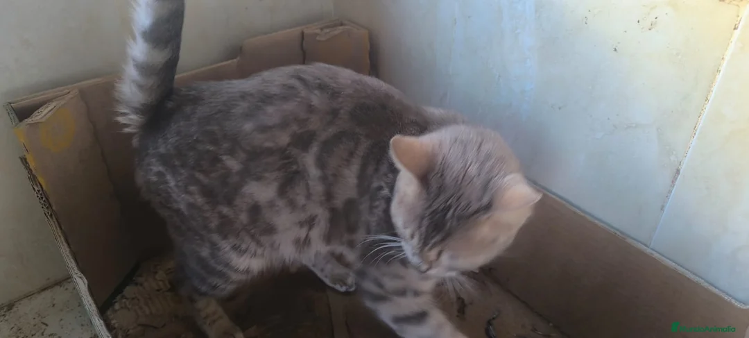 Bengalí gatos en venta: Camada preciosa BENGALÍ - Anuncio 1