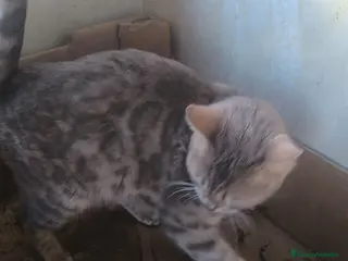 Bengalí gatos Camada preciosa BENGALÍ - Anuncio 1