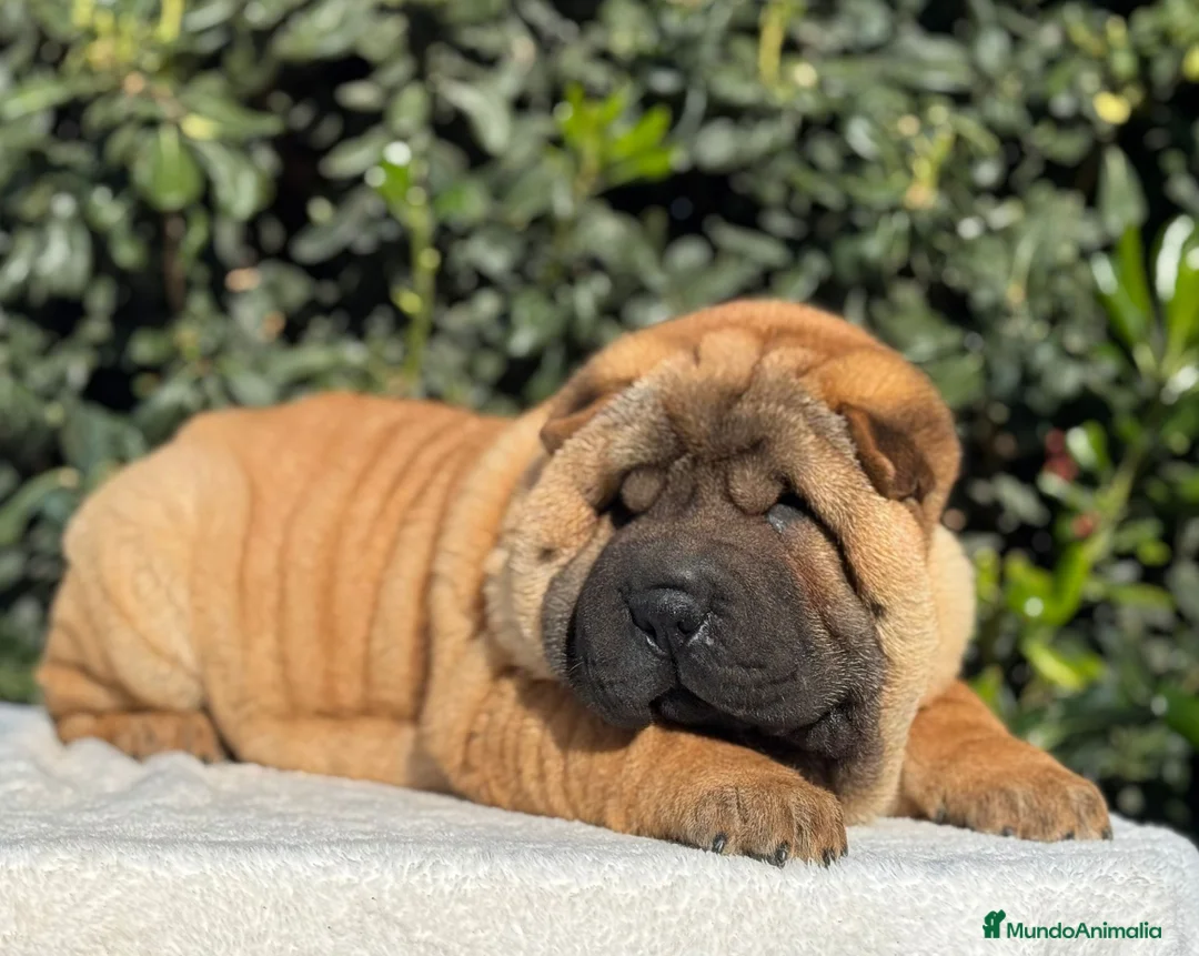 Shar Pei perros en venta: LOS MEJORES BEBE SHAR PEI - Anuncio 5