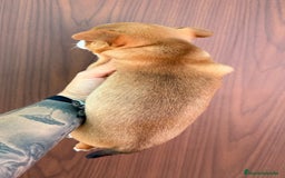 Chihuahua perros en venta: Chihuahua Mini  - Imagen 2