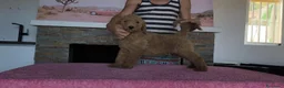 Caniche Gigante perros en venta: Caniches gigantes apricot  - Anuncio 7