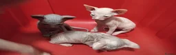 Sphynx gatos en venta: gatos sphynx  - Anuncio 1
