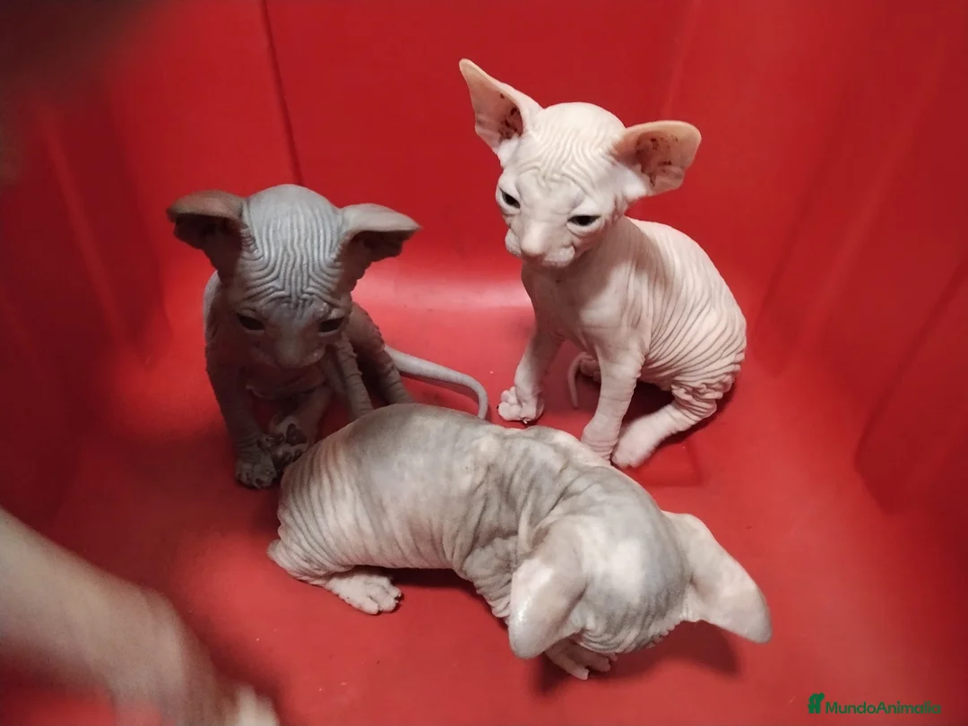 Sphynx gatos en venta: gatos sphynx  - Anuncio 1