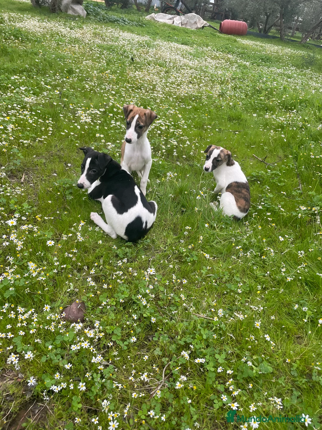 Whippet perros en venta: Whippet - Anuncio 6