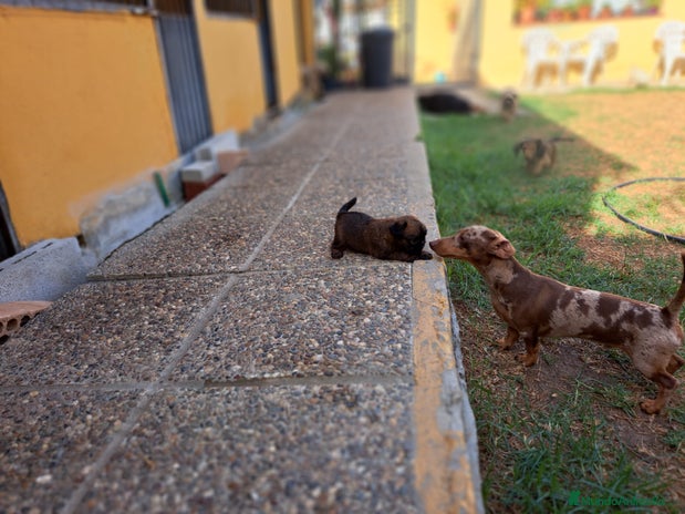 Grifón de Bruselas perros - Anuncio 1