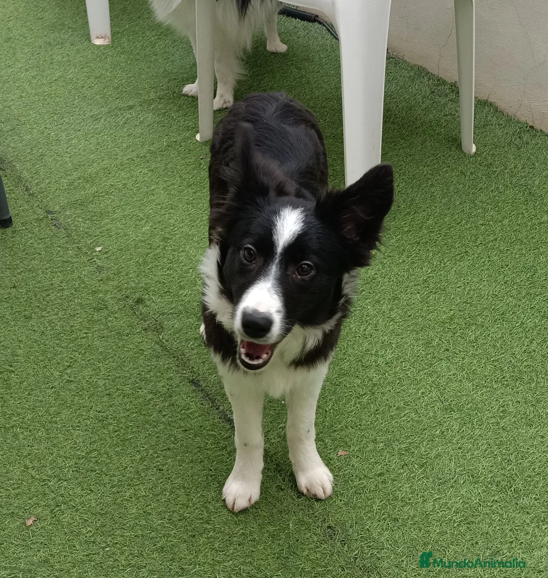 Border Collie perros en venta: Border collie  - Anuncio 1