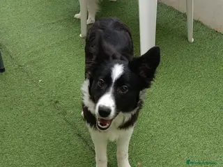 Border Collie perros Border collie - Anuncio 1
