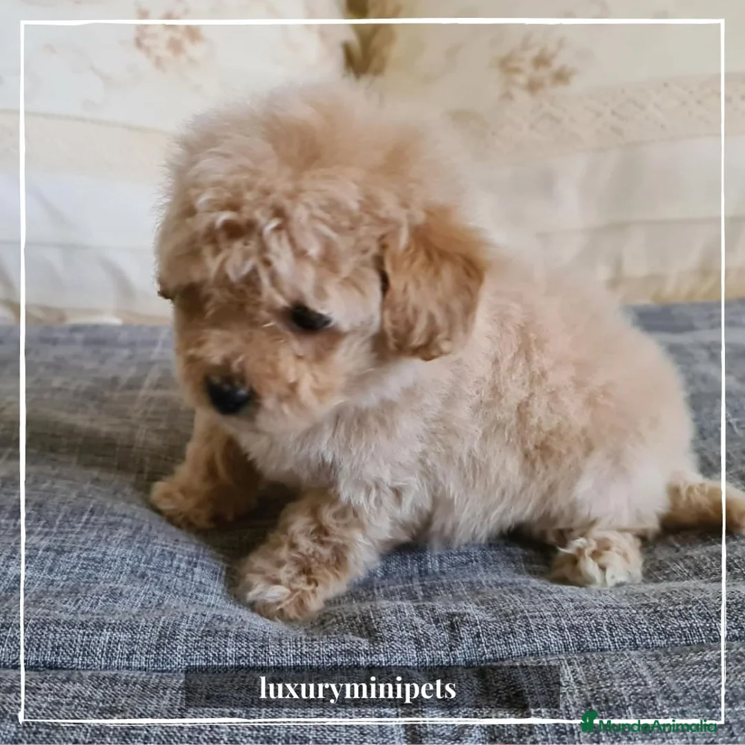 Caniche Toy perros en venta: Camada de Caniche de padres toy en Madrid - Anuncio 5