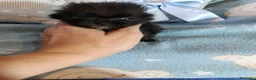 Pomerania perros en venta: Pomerania precioso ositos toy - Anuncio 3