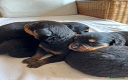 Rottweiler perros en venta: Rottweiler - Imagen 9