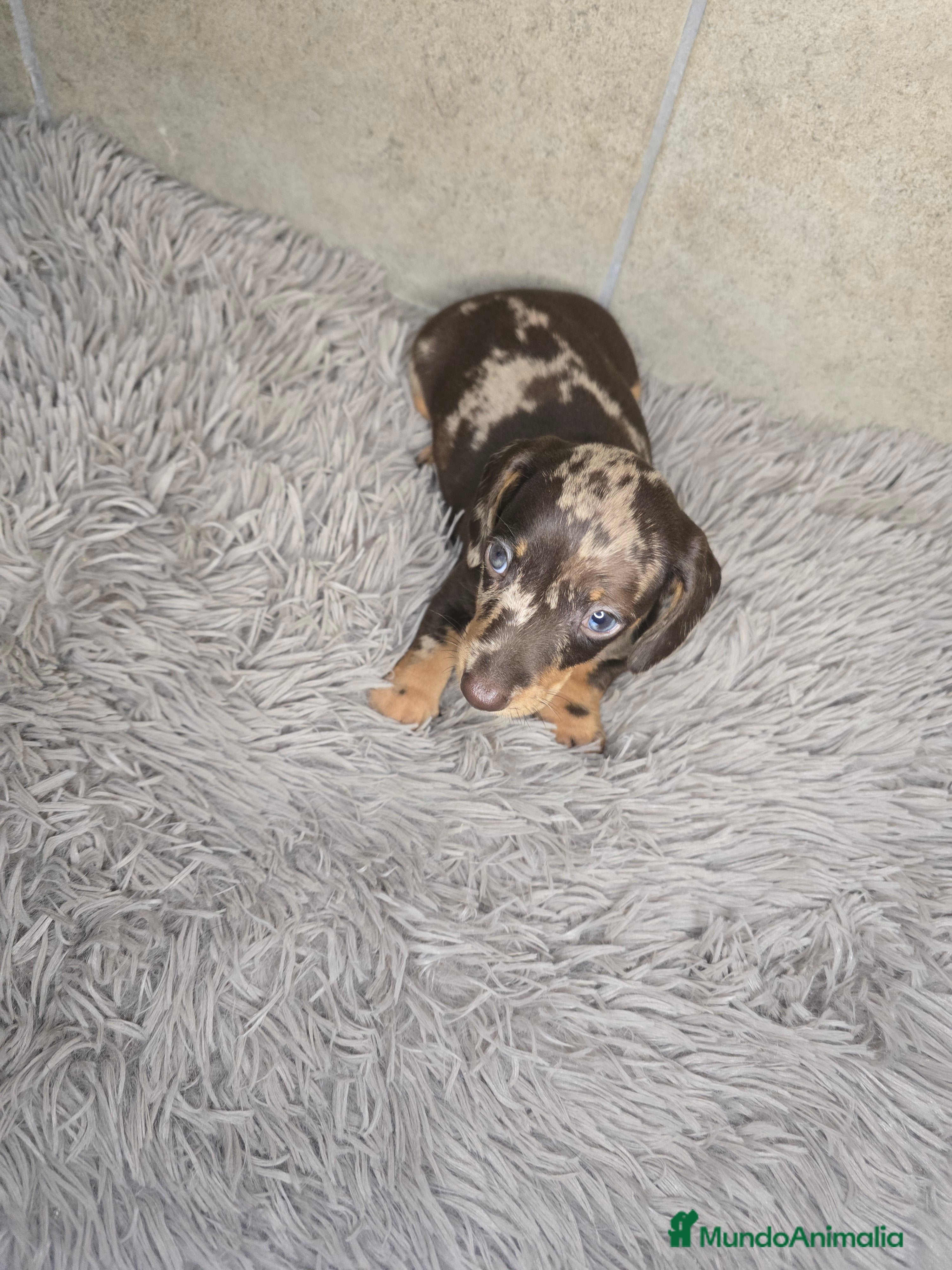 Teckel Miniatura perros en venta: Teckel arlequin chocolate - Anuncio 4
