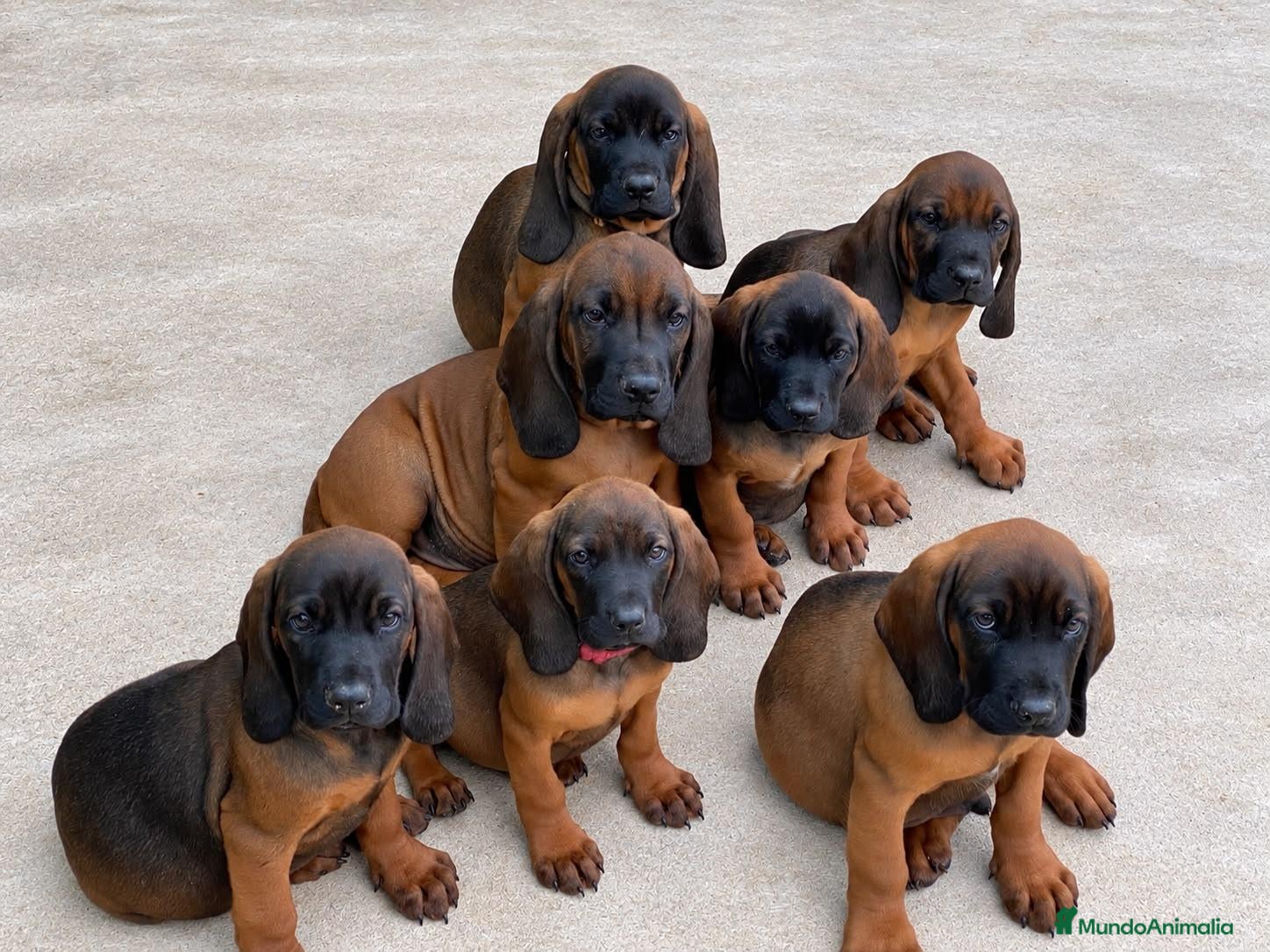 Sabueso de Sangre de Baviera perros SABUESO DE SANGRE BAVIERA - EXCELENTES EJEMPLARES. - Anuncio 36