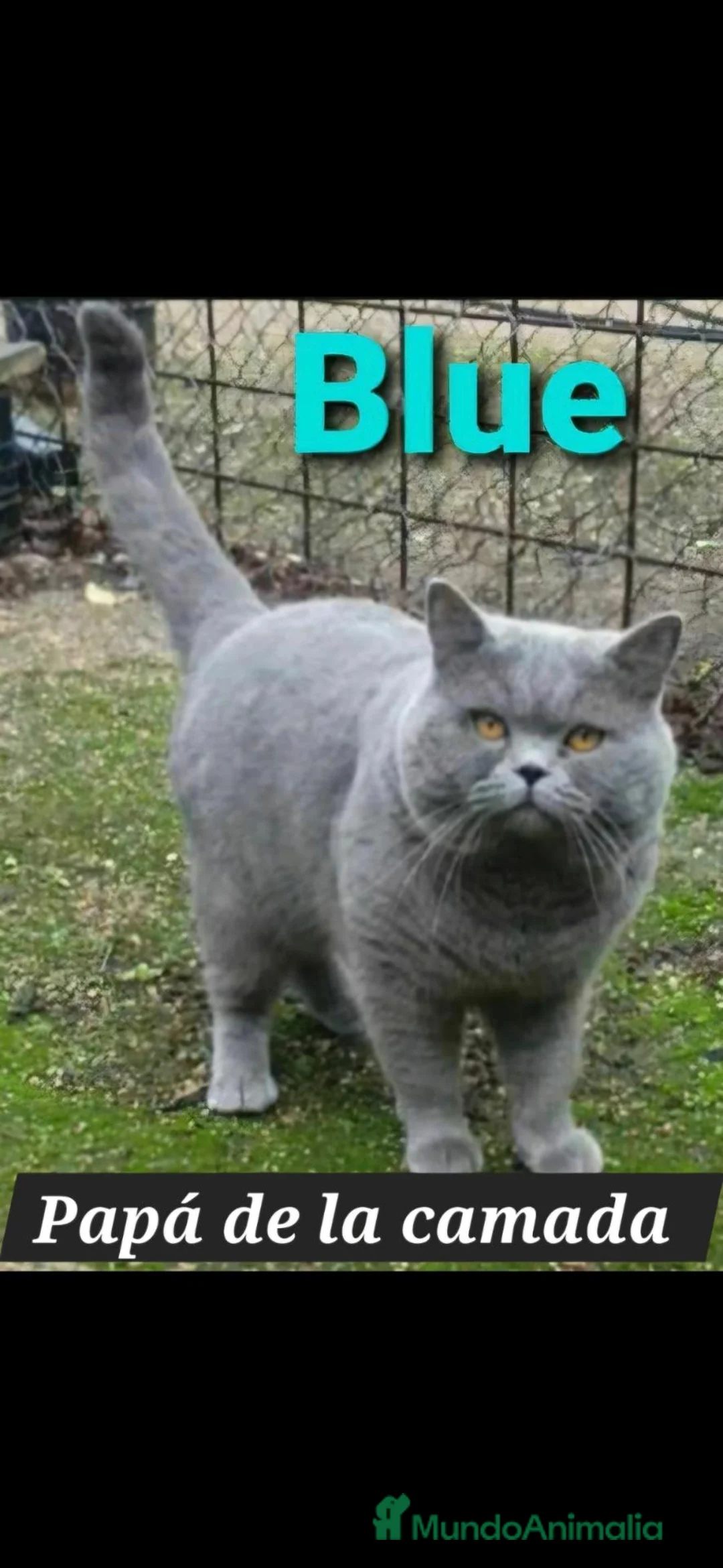Británico de Pelo Corto gatos en venta: GATOS BRITANICO PELO CORTO  (SCOTTISH FOLD) - Anuncio 2