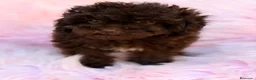 Maltipoo perros en venta: Maltipoo F1B chocolate  - Anuncio 8