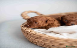 Caniche Toy perros en venta: Caniche toy rojos machos - Imagen 15