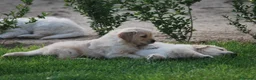 Golden Retriever perros en venta: Golden Retriever, cachorros disponibles en Madrid - Anuncio 1