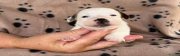 Jack Russell Terrier perros en venta: Cachorros de jack Russell disponibles - Anuncio 3