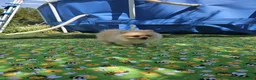 Pomerania perros en venta: Pomerania crema - Anuncio 2
