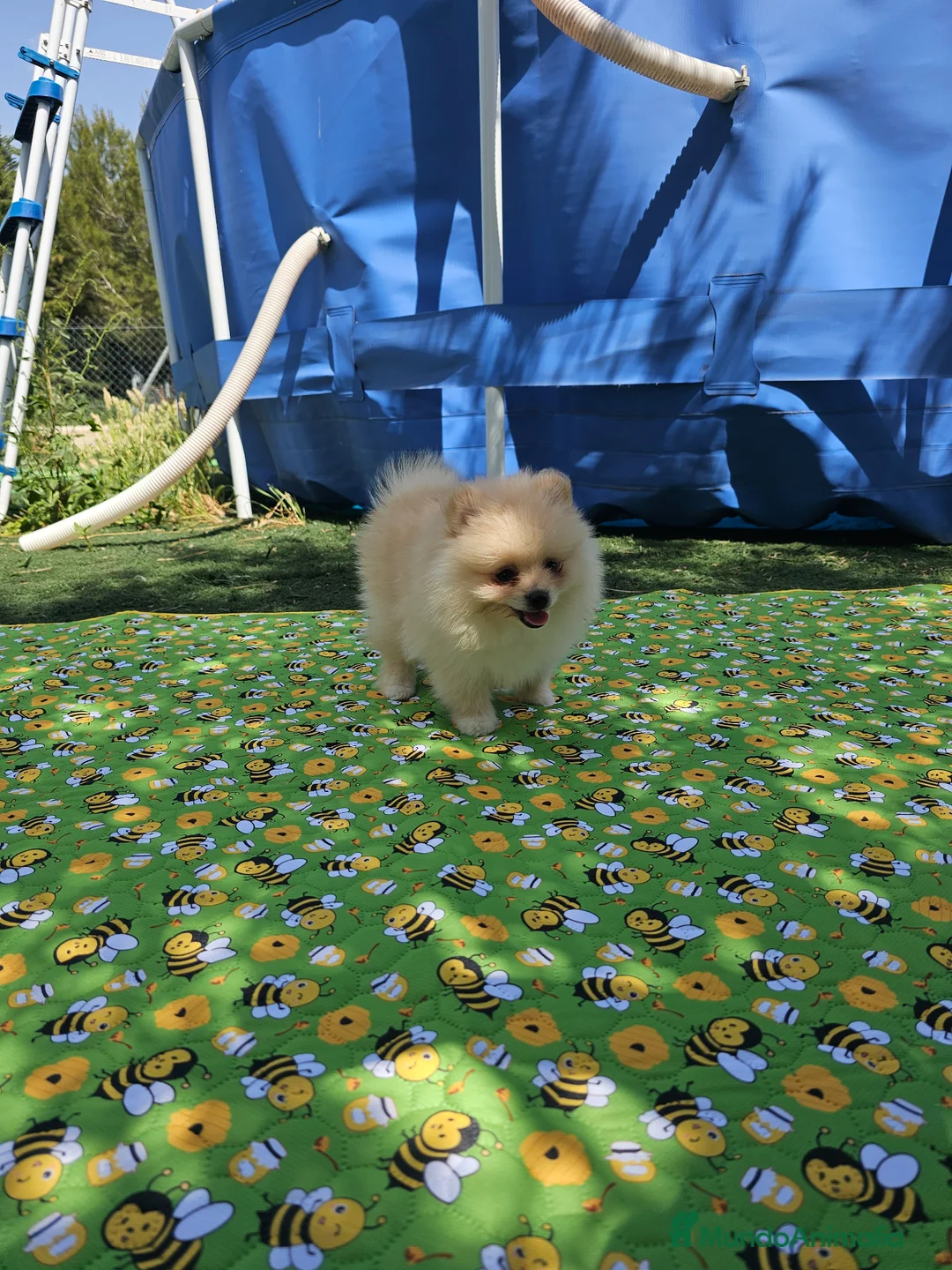Pomerania perros en venta: Pomerania crema - Anuncio 2
