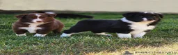 Border Collie perros en venta: border collie  en Asturias - Anuncio 3