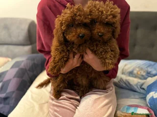 Caniche Toy perros caniche toy - Anuncio 1