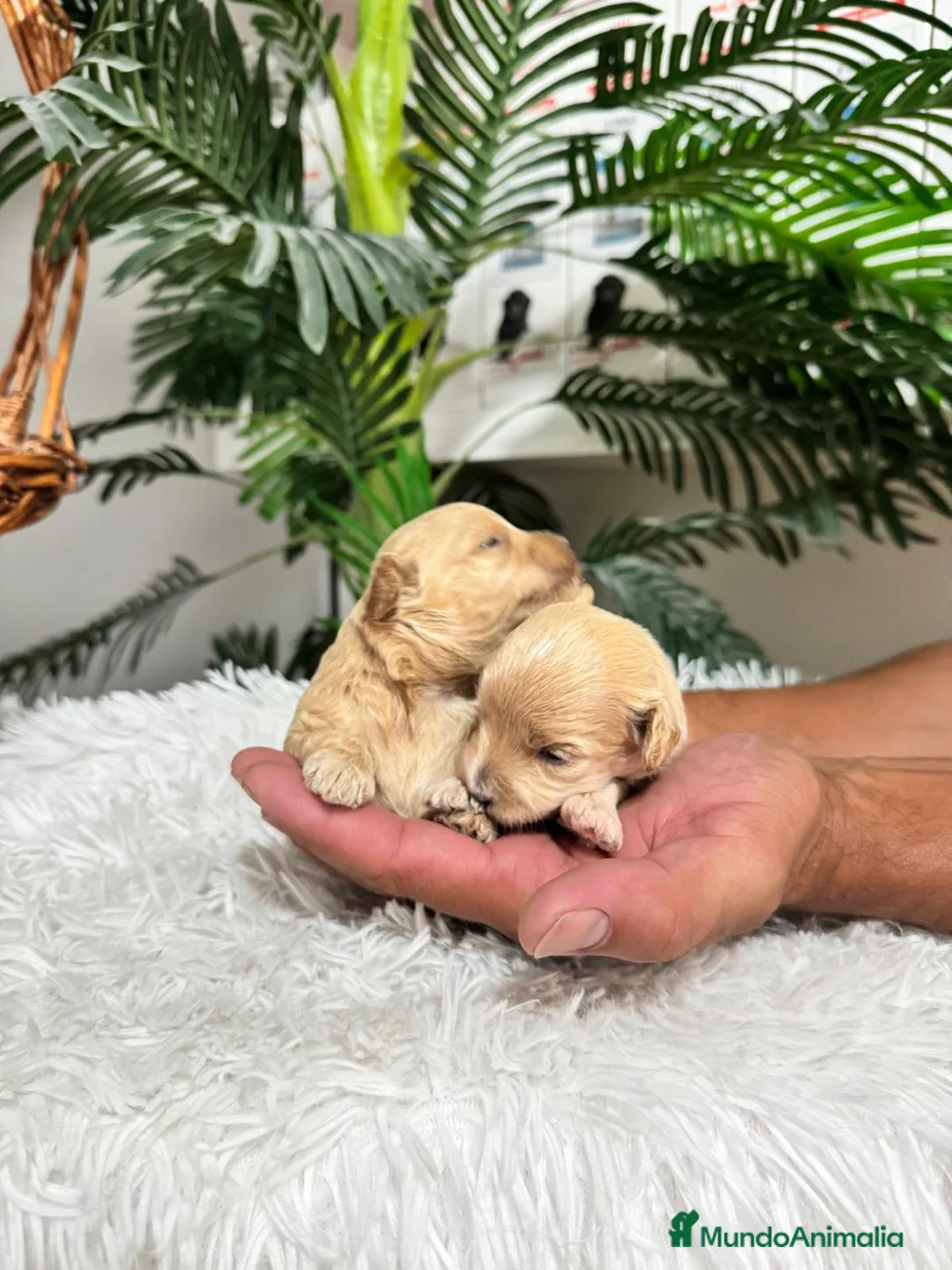 Maltipoo perros en venta: MALTIPOO MACHOS - Anuncio 9